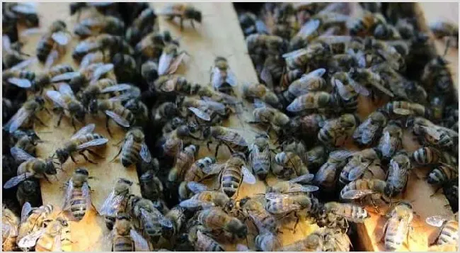 新手怎样学养蜜蜂？ | 动物养殖知识
