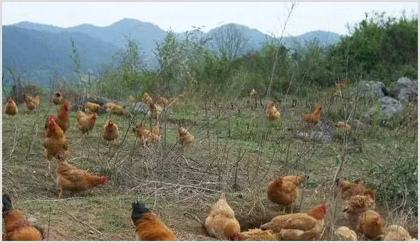 散养土鸡要注意什么问题？这3种病菌要小心防范！ | 动物养殖资料