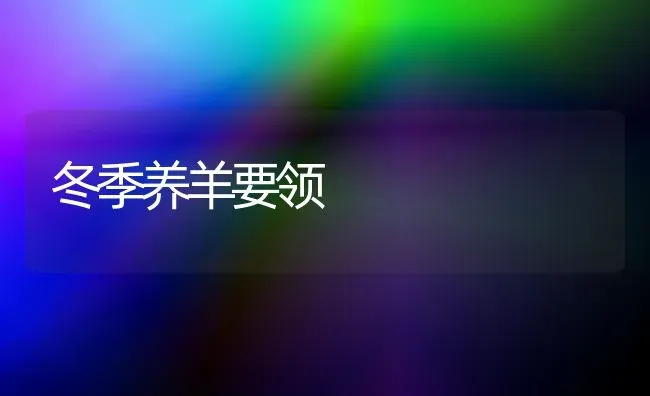 冬季养羊要领 | 家畜养殖