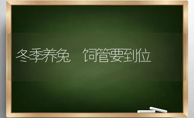 冬季养兔 饲管要到位 | 家畜养殖