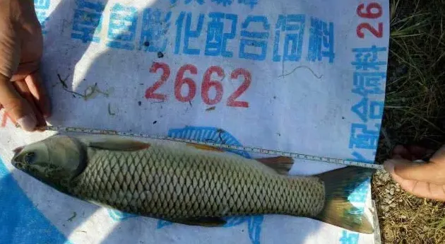 明年的草鱼要这样养：大草鱼提高密度，中途出鱼