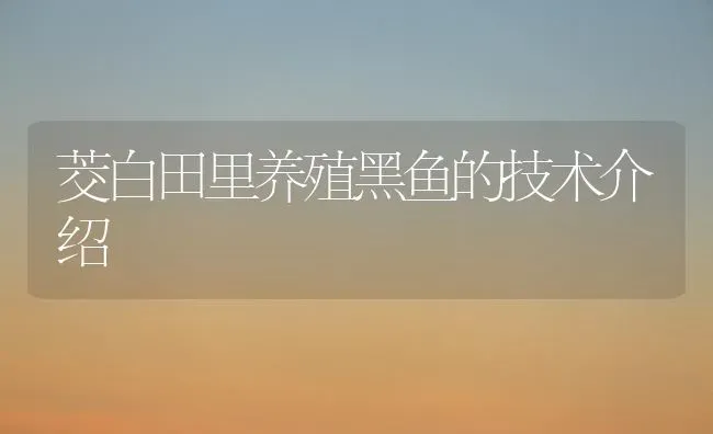 茭白田里养殖黑鱼的技术介绍 | 淡水养殖