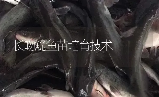长吻鮠鱼苗培育技术 | 淡水养殖