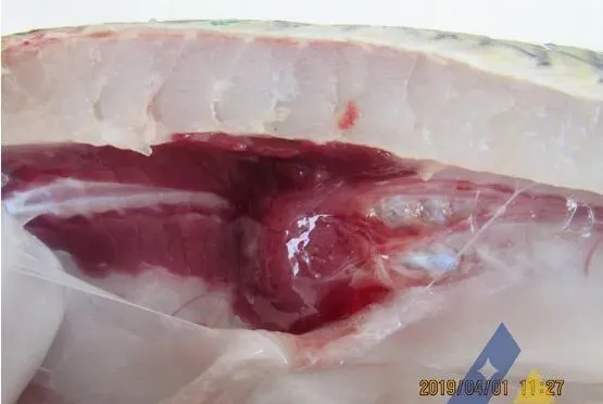 [每周一例]低温期草鱼溃烂，分离出维氏气单胞菌