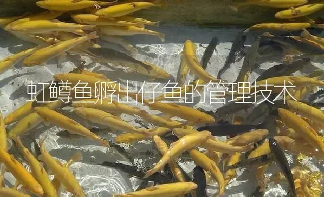 虹鳟鱼孵出仔鱼的管理技术 | 淡水养殖