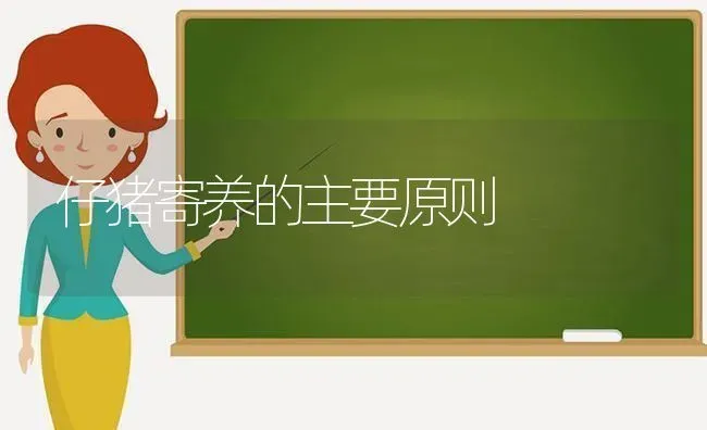 仔猪寄养的主要原则 | 家畜养殖