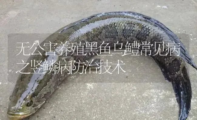 无公害养殖黑鱼乌鳢常见病之竖鳞病防治技术 | 淡水养殖