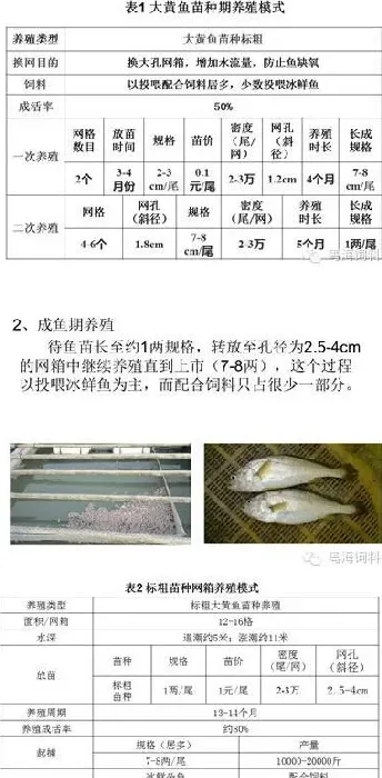 大黄鱼养殖技术操作规程与病害防治技术