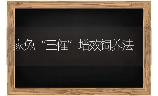 家兔“三催”增效饲养法 | 家畜养殖