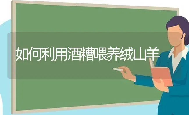 如何利用酒糟喂养绒山羊 | 家畜养殖