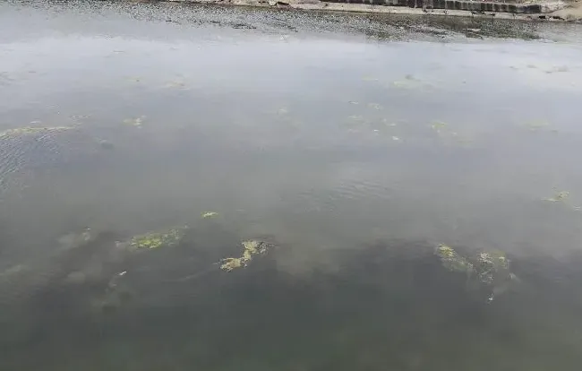 高温来袭，扑草净等都失灵了，海参圈如何控草？