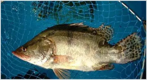 桂鱼品种有哪些？桂鱼是淡水鱼还是海鱼？ | 动物饲养方法