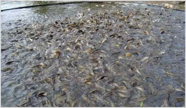 泥鳅的养殖方式和投喂技巧 | 养殖动物技术