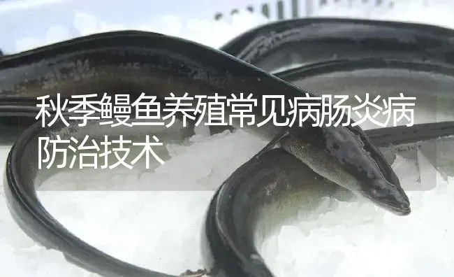 秋季鳗鱼养殖常见病肠炎病防治技术 | 淡水养殖