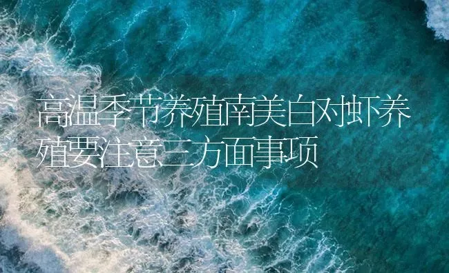 高温季节养殖南美白对虾养殖要注意三方面事项 | 海水养殖