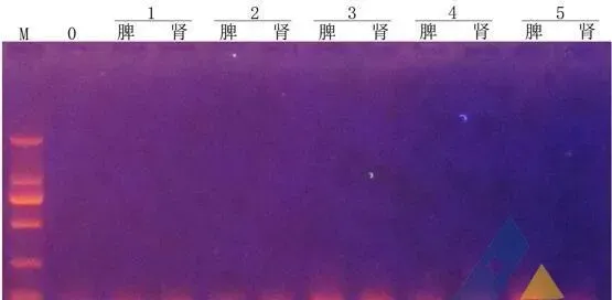 [每周一例]低温期草鱼溃烂，分离出维氏气单胞菌