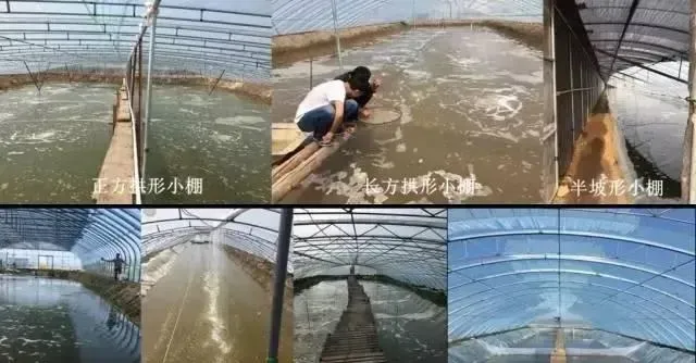 海大南美白对虾小棚标粗模式硬件配备篇