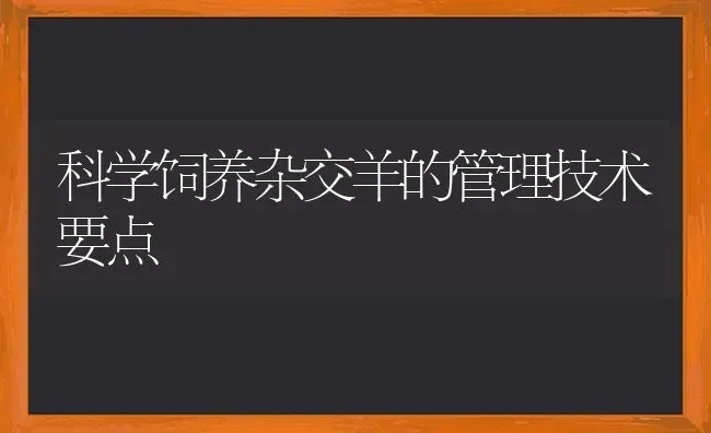 科学饲养杂交羊的管理技术要点 | 家畜养殖