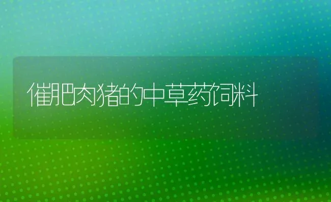 催肥肉猪的中草药饲料 | 养殖病虫害防治