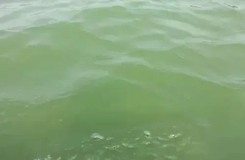 海参池塘春季化冰后水浑的原因分析