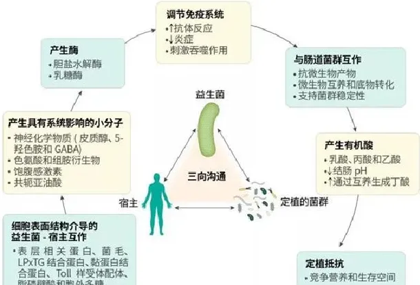 论文解读--益生菌和益生元在肠道健康和疾病中的作用