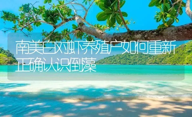 南美白对虾养殖户如何重新正确认识倒藻 | 海水养殖