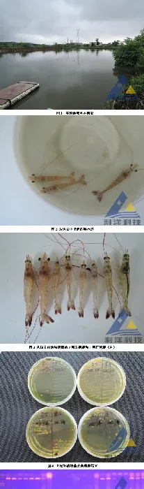 连续阴雨天诱发南美白对虾白斑症病毒病一例