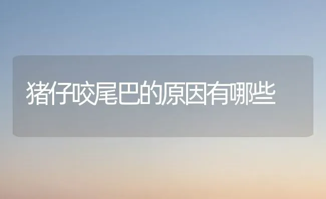 猪仔咬尾巴的原因有哪些 | 家畜养殖