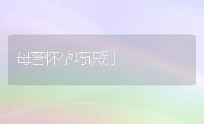 母畜怀孕巧识别 | 家畜养殖