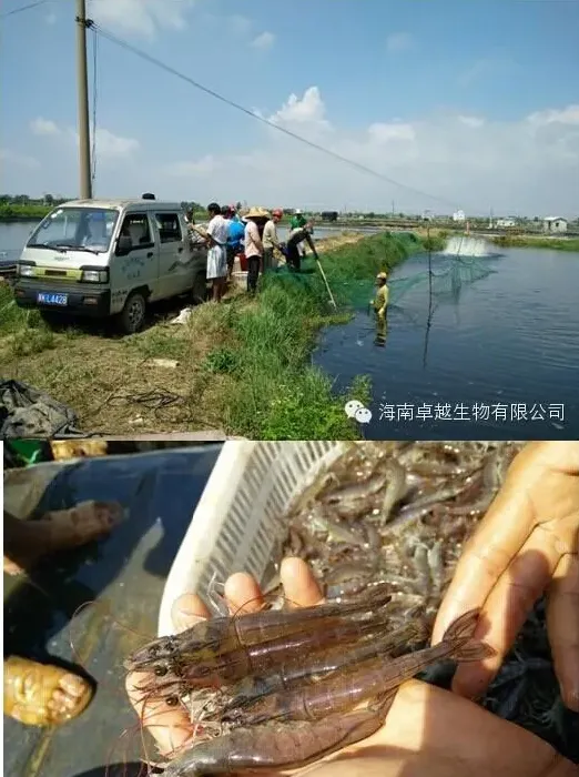 【卓越出品】泥塘养殖南美白对虾如何大获丰收？