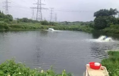 连续阴雨天池塘亚硝酸盐偏高的处理方法