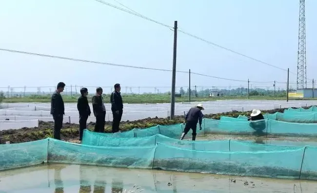 黑斑蛙养殖, 在安徽亳州利辛县张村镇杜竹园村取得成功......