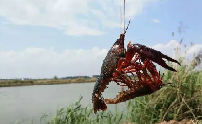 小龙虾投食四大技巧早知道 | 养殖动物技术