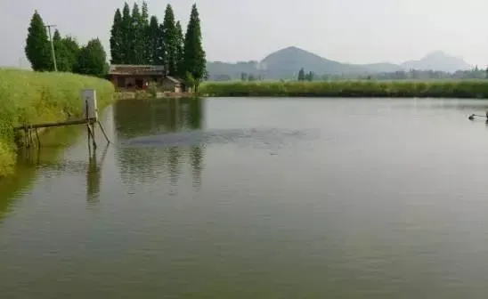 养鱼池水没肥好，要怪下肥太盲目