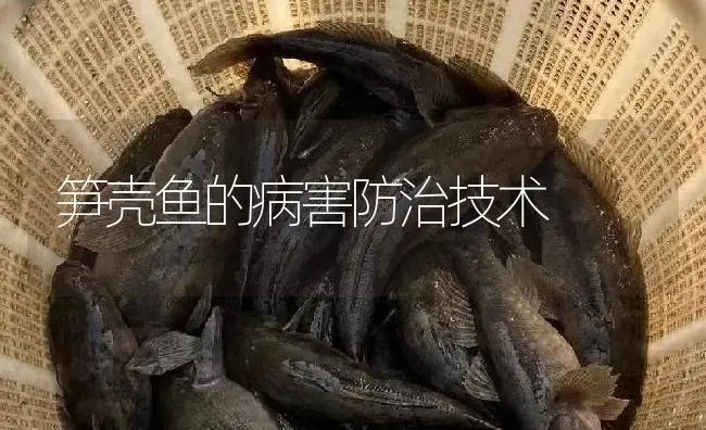 笋壳鱼的病害防治技术 | 淡水养殖