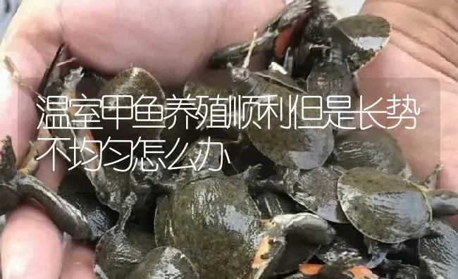 温室甲鱼养殖顺利但是长势不均匀怎么办 | 淡水养殖