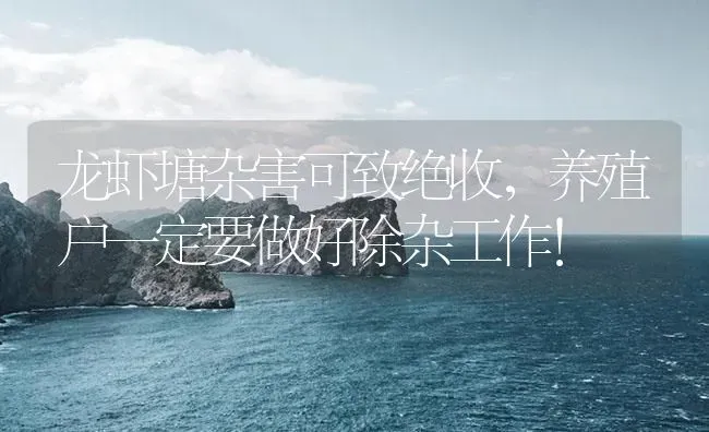 龙虾塘杂害可致绝收，养殖户一定要做好除杂工作！ | 海水养殖