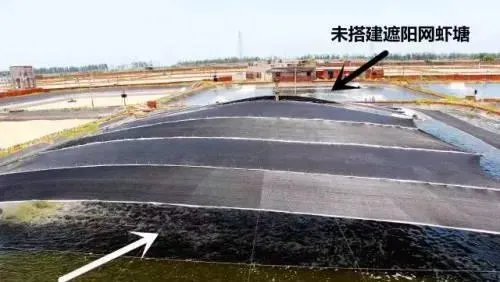 数据告诉你：夏季高温季节对虾塘要不要搭遮阳网