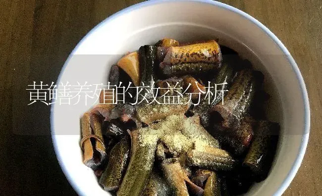 黄鳝养殖的效益分析 | 淡水养殖