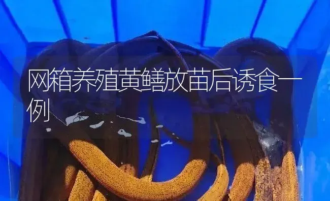 网箱养殖黄鳝放苗后诱食一例 | 淡水养殖