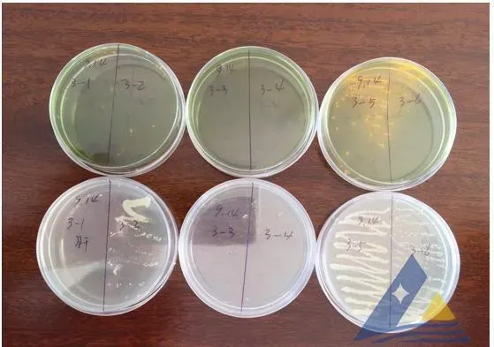 大棚养殖南美白对虾白斑症病毒病一例