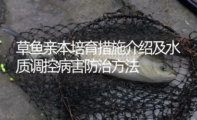 草鱼亲本培育措施介绍及水质调控病害防治方法 | 淡水养殖