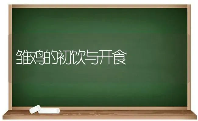 雏鸡的初饮与开食 | 家禽养殖