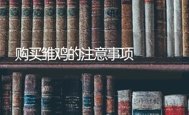 购买雏鸡的注意事项 | 家禽养殖