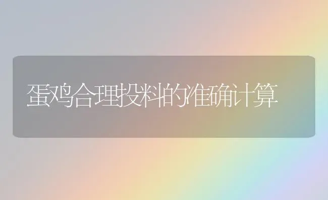 蛋鸡合理投料的准确计算 | 家禽养殖
