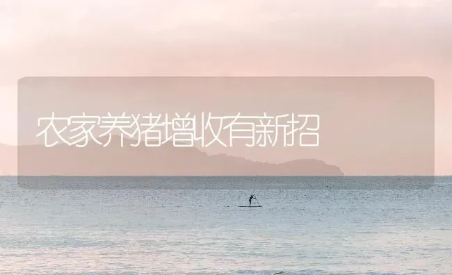 农家养猪增收有新招 | 家畜养殖