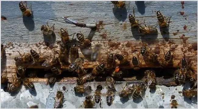 新手怎样学养蜜蜂？ | 动物养殖知识
