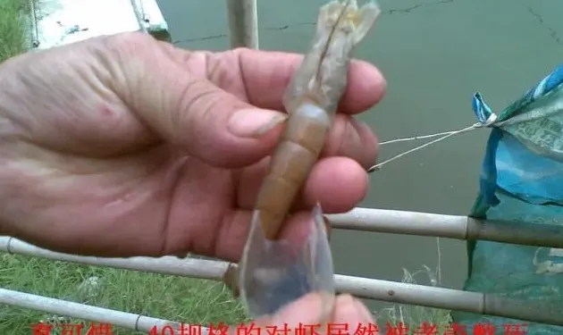 南美白对虾蜕壳不顺利引起偷死的处理方法