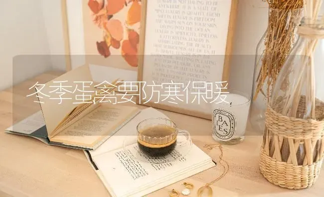 冬季蛋禽要防寒保暖 | 家禽养殖