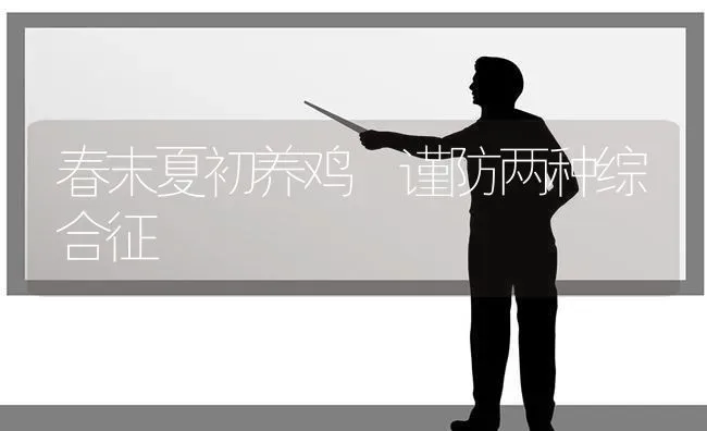 春末夏初养鸡 谨防两种综合征 | 家禽养殖